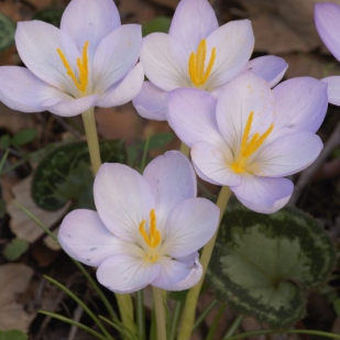 Crocus goulymyi